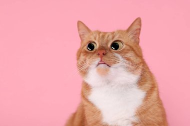 Komik hayvan. Pembe arka planda kocaman gözleri olan sevimli, şaşkın bir kedi.