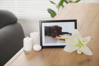 Hayvan cenazesi. İçinde köpek resmi, yanan mumlar ve kapalı masa üzerinde zambak çiçeği olan çerçeve.