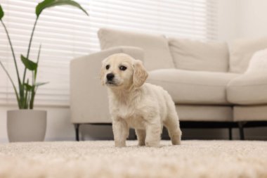Evdeki bej halıda şirin bir köpek yavrusu.