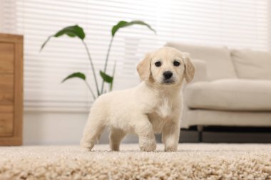 Evdeki bej halıda şirin bir köpek yavrusu.