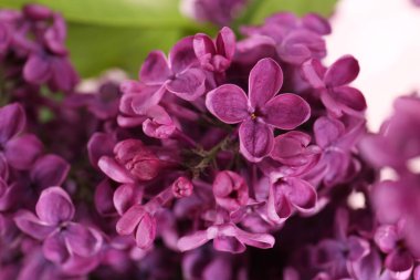 Closeup view of beautiful lilac flowers on blurred background