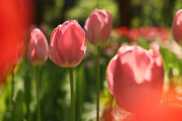 Belles Tulipes Roses Poussant Extérieur Jour Ensoleillé Gros Plan — Photo
