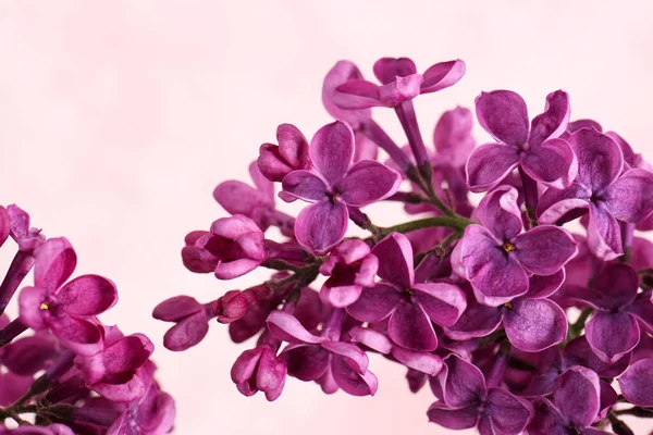 Vue Rapprochée Belles Fleurs Lilas Sur Fond Clair — Photo