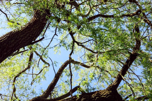 Krásná Vrba Strom Zelenými Listy Rostoucí Venku Slunečného Dne Nízký — Stock fotografie