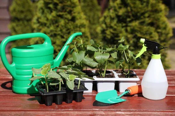 プラスチック容器で成長している苗 散水缶 スプレーボトル 木製のテーブルの上のトロエル屋外 — ストック写真