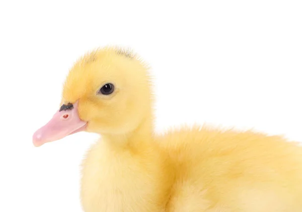 Yavru Hayvan Beyaz Arka Planda Sevimli Pofuduk Ördek Portresi — Stok fotoğraf