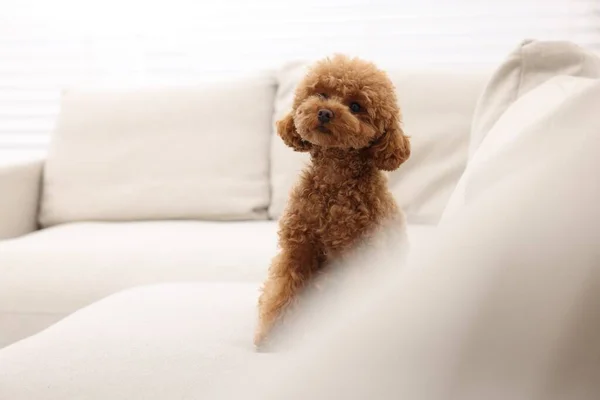 Lindo Perro Maltipoo Sentado Cómodo Sofá Interior Espacio Para Texto — Foto de Stock