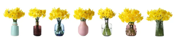 Colagem Vasos Elegantes Com Belos Buquês Narciso Fundo Branco — Fotografia de Stock