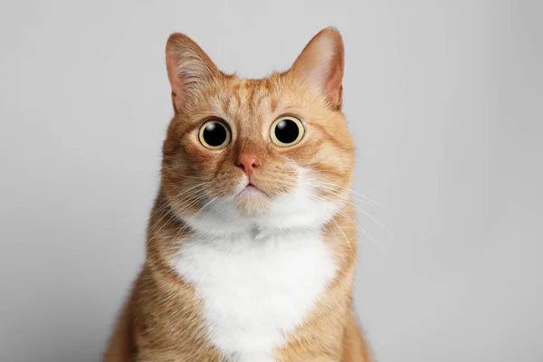 Αστείο Κατοικίδιο Χαριτωμένη Γάτα Έκπληξη Μεγάλα Μάτια Γκρι Φόντο — Φωτογραφία Αρχείου