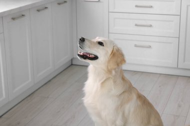 Odada şirin Labrador Retriever köpeği var. Sevimli hayvan.