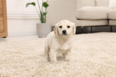 Evdeki bej halıda şirin bir köpek yavrusu.