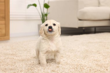 Evdeki bej halıda şirin bir köpek yavrusu.