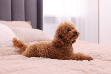 Evdeki yumuşak yatakta tatlı bir Maltipoo köpeği. Sevimli hayvan
