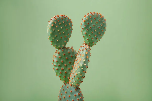 stock image Beautiful green Opuntia cactus on color background