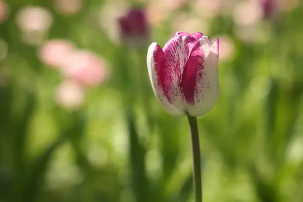 야외에서 자라는 아름다운 꽃차례입니다 원문을 — 스톡 사진