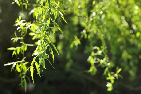 Schöne Weide Mit Grünen Blättern Die Sonnigen Tagen Freien Wachsen — Stockfoto