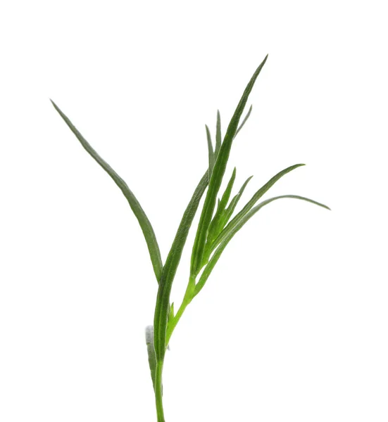 Ein Zweig Frischer Estragon Auf Weißem Hintergrund — Stockfoto