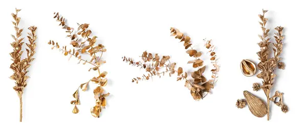 Beyaz Arka Planda Yapraklarla Boyanmış Güzel Altın Dallar Seti — Stok fotoğraf