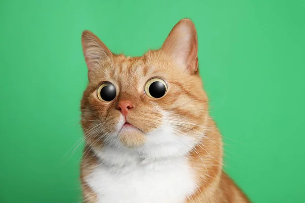 Funny Pet Cute Surprised Cat Big Eyes Green Background — Stock Photo, Image