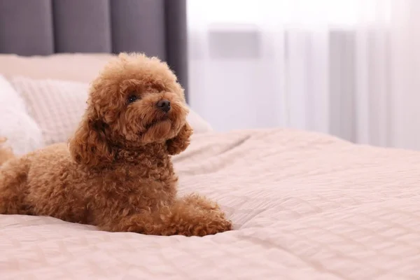 自宅で柔らかいベッドの上でかわいいマルティプー犬 テキストのためのスペース 可愛いペット — ストック写真