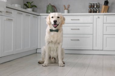 İçeride şık papyonlu şirin Labrador Retriever. Metin için boşluk