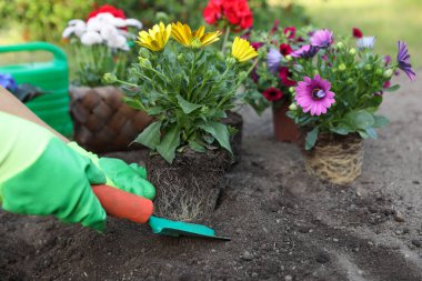 Bahçe eldivenli bir kadın güzel çiçekler dikiyor, yakın plan.