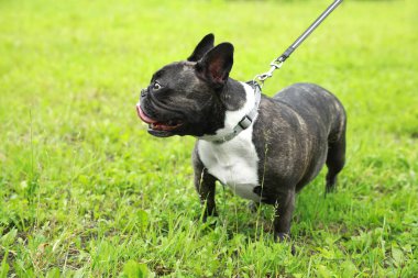 Yeşil çimlerde yürüyen sevimli Fransız Bulldog 'u. Metin için boşluk