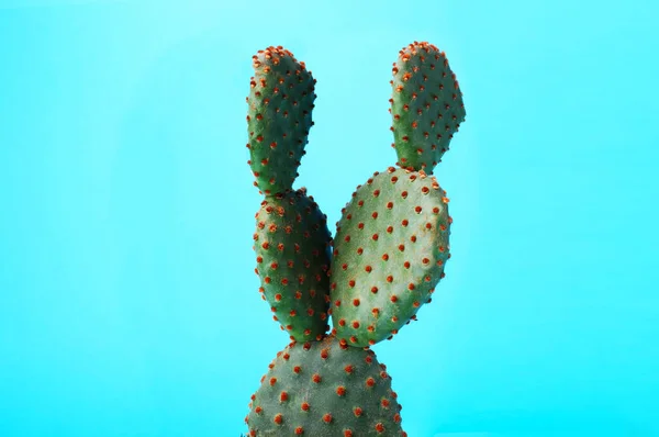 Krásné Zelené Opuntia Kaktus Světle Modrém Pozadí — Stock fotografie
