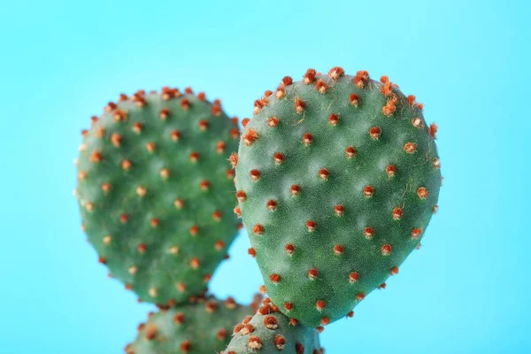 Schöner Grüner Opuntia Kaktus Auf Hellblauem Hintergrund Nahaufnahme — Stockfoto
