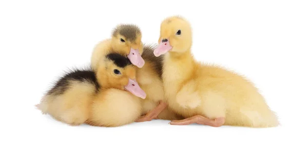 stock image Baby animals. Cute fluffy ducklings on white background