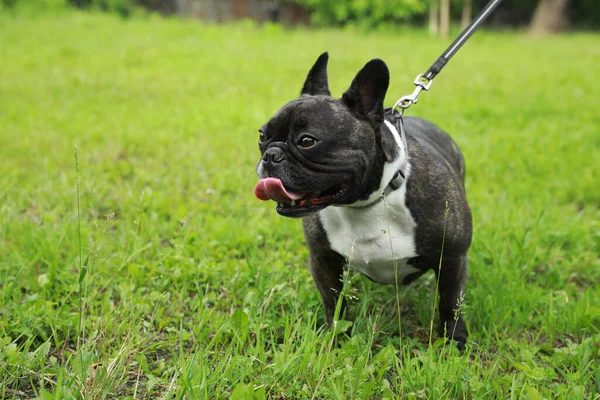 Stock image Cute French Bulldog walking on green grass. Space for text