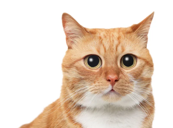 Lustigt Husdjur Söt Katt Med Stora Ögon Vit Bakgrund — Stockfoto