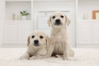 Evdeki beyaz halıda sevimli küçük köpekler.