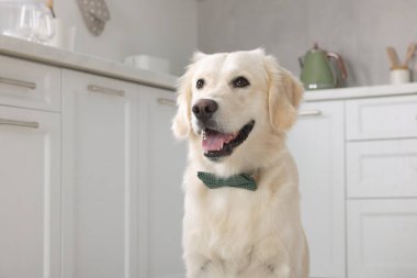 Şirin Labrador Retriever, içeride şık papyonlu.