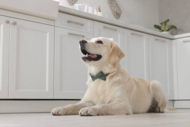 Şirin Labrador Retriever, içeride şık papyonlu.