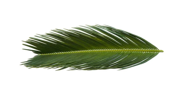 Güzel Yeşil Palmiye Dalı Beyaza Izole Edilmiş Tropik Yapraklar — Stok fotoğraf