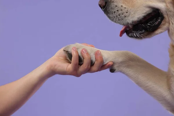 Pes Dává Tlapku Purpurovém Pozadí Detailní Záběr — Stock fotografie