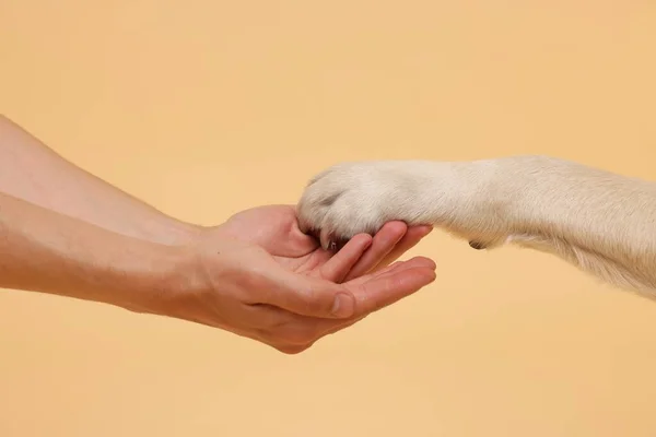 Собака Дает Лапу Человеку Бежевом Фоне Крупным Планом — стоковое фото