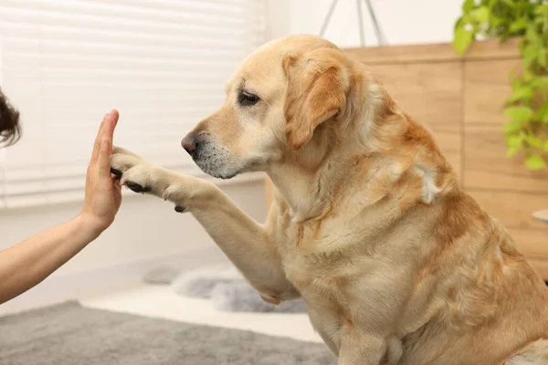 Roztomilý Labrador Retrívr Pes Dává Plácnutí Muže Doma — Stock fotografie