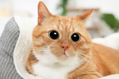 Komik hayvan. Evde kocaman gözleri olan sevimli bir kedi, yakın plan.