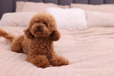 Tatlı Maltipoo köpeği yumuşak yatakta, mesaj için yer var. Sevimli hayvan