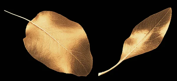 美しい金の黒の背景に梨の木の葉を描いた トップビュー バナーデザイン — ストック写真