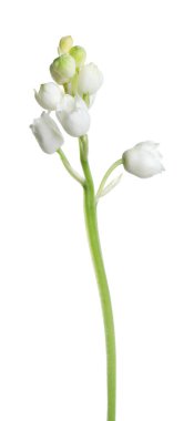 Beyaz arka planda vadi çiçeğinin güzel zambağı