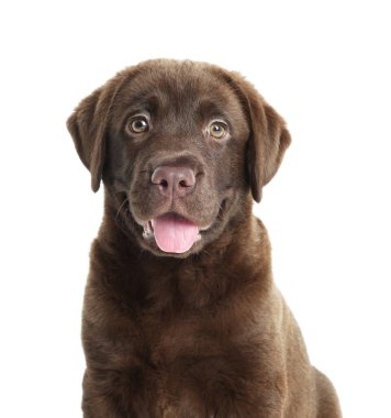 Beyaz arka planda şirin bir çikolata Labrador Retriever köpeği.