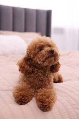 Evdeki yumuşak yatakta tatlı bir Maltipoo köpeği. Sevimli hayvan
