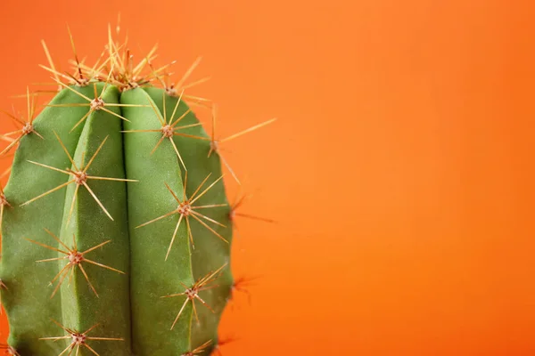 Gyönyörű Zöld Kaktusz Narancssárga Háttérrel Közelkép Szöveggel Trópusi Üzem — Stock Fotó
