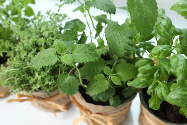 Beda Segar Pot Herbal Pada Windowsill Dalam Ruangan Closeup — Stok Foto