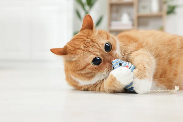 Funny pet. Cute cat with big eyes playing with toy mouse at home. Space for text
