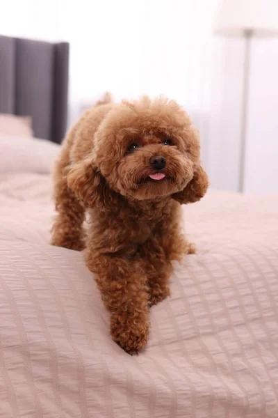 Cute Maltipoo Dog Soft Bed Home Lovely Pet — Stock Photo, Image
