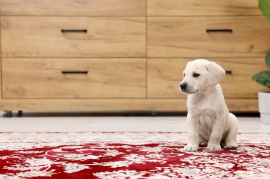 İçerideki halının üzerinde şirin bir köpek yavrusu. Metin için boşluk